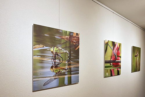 stas gallery 9 stas gallery 9
